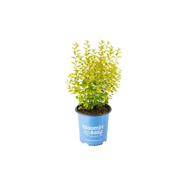 BLOOMIN' EASY 2 Gal. Cougar Cub Ninebark (Physocarpus) Live Shrub