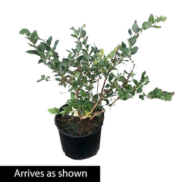 buy venus fly trap plant Venus Flytrap 'B52', live carnivorous plant, potted, main image 1