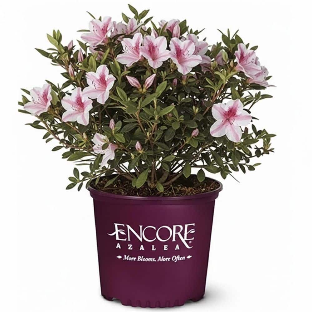 shrubs-bushes-azaetw03g-