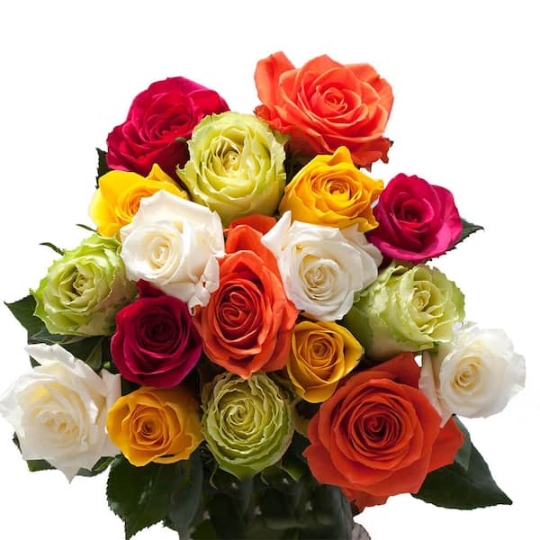 GlobalRose 1 Dozen Ivory Roses - Cheerfully Attractive! : Grocery & Gourmet  Food 