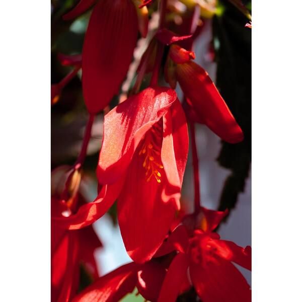 PROVEN WINNERS 4-Pack, 4.25 in. Grande Proven Selections Santa Cruz Sunset (Begonia) Live Plant, Red-Orange Flowers