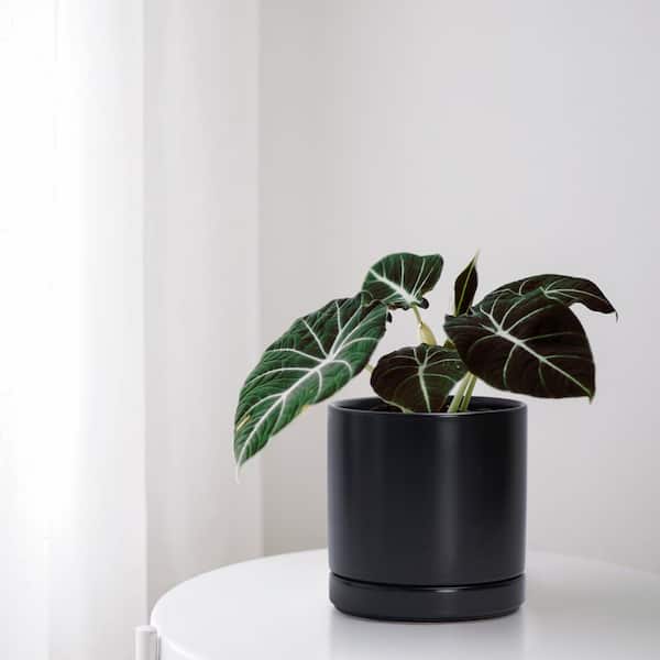 OGETFUUR 2-Pack 6.5 in. Plants Pots, Ceramic Planter Pot for