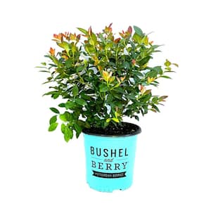 2 Gal. Bushel and Berry Pink Icing Blueberry Live Plant with Large, Robust Flavored Berries