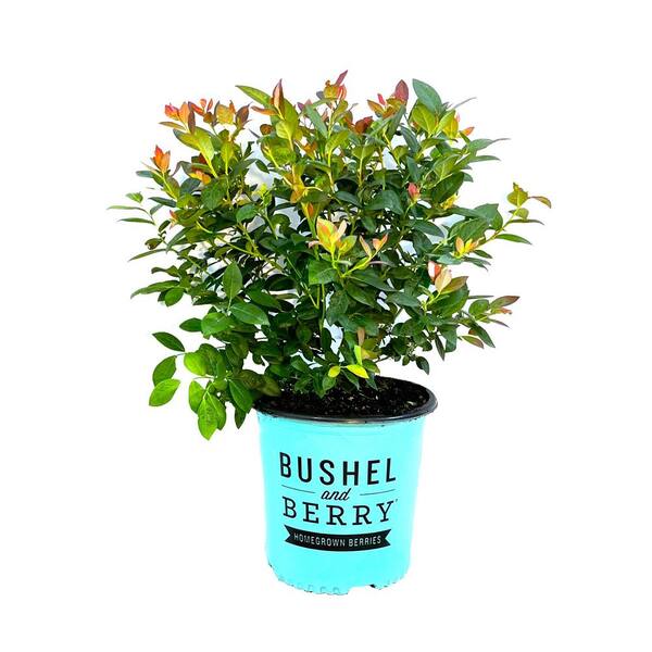 BUSHEL AND BERRY 2 Gal. Bushel and Berry Pink Icing Blueberry Live Plant with Large, Robust Flavored Berries