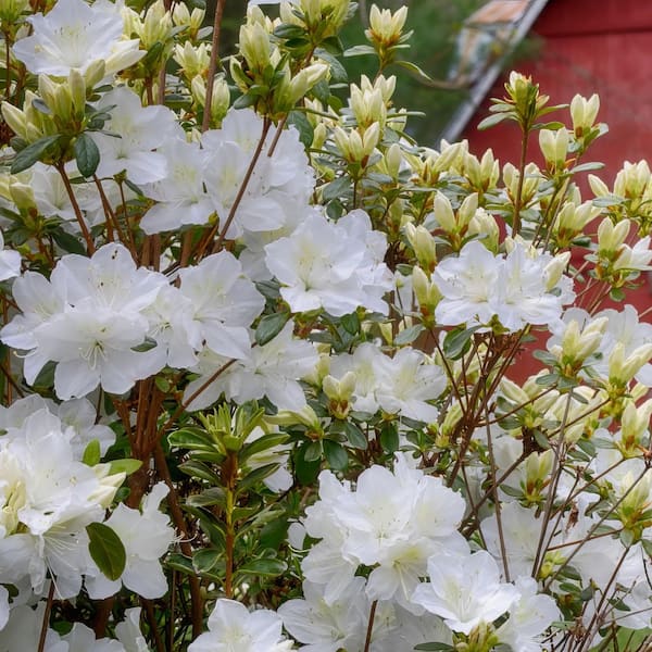 national PLANT NETWORK 2.5 Qt. Pleasant White Azalea Plant with White Blooms
