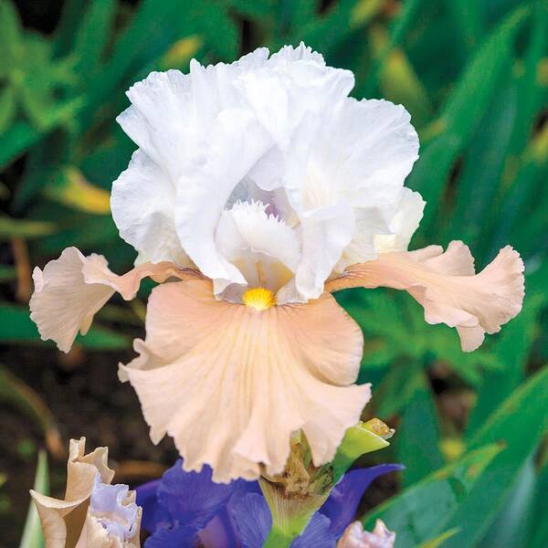 Breck's Champagne Elegance Reblooming Bearded Iris Dormant Bare Root Perennial Starter Plant (1-Pack)