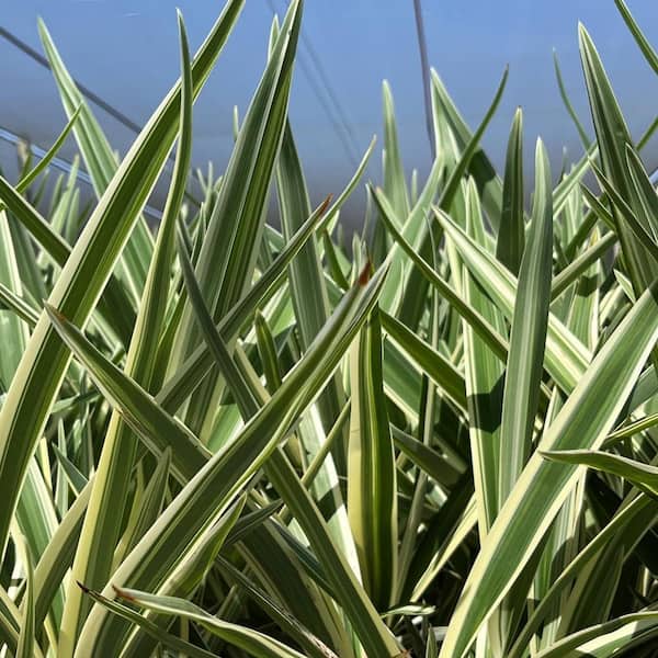 Alder & Oak 1 Gal. Variegated Flax Lily Ornamental Grass (4-Pack)