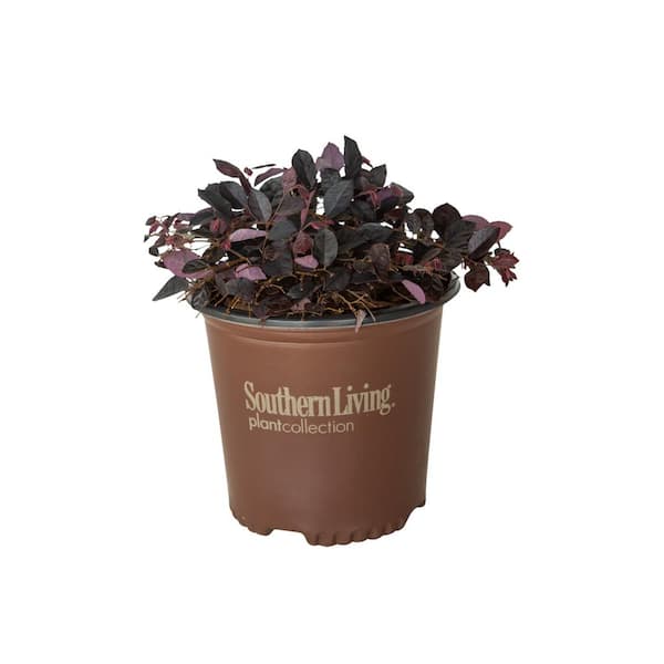 SOUTHERN LIVING 2.5 Qt. Purple Pixie Dwarf Weeping Loropetalum, Groundcover Evergreen Shrub with Purple Foliage, Pink Blooms