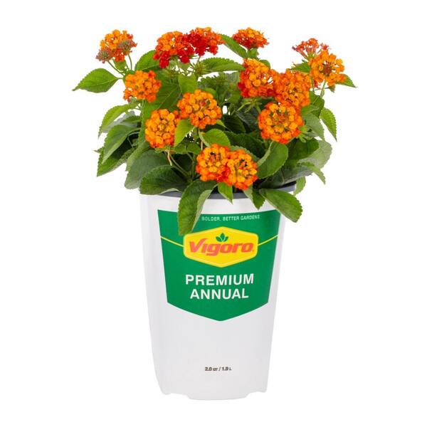 Vigoro 2 QT Lantana 'Bandana Cherry Sunrise' Annual Plant