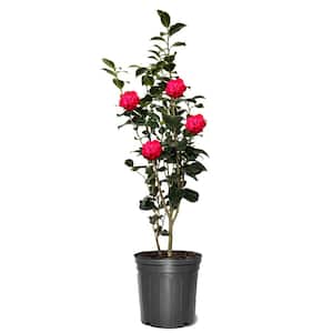 SOUTHERN LIVING 5 Gal. Early Wonder Camellia Live Shrub with Formal Pink  Double Blooms 77635 - The Home Depot