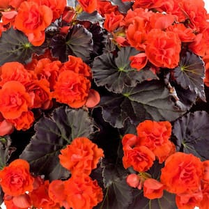 4.25 in. Eco+Grande Solenia Chocolate Orange (Begonia) Live Plant, Orange Double Flowers (4-Pack)