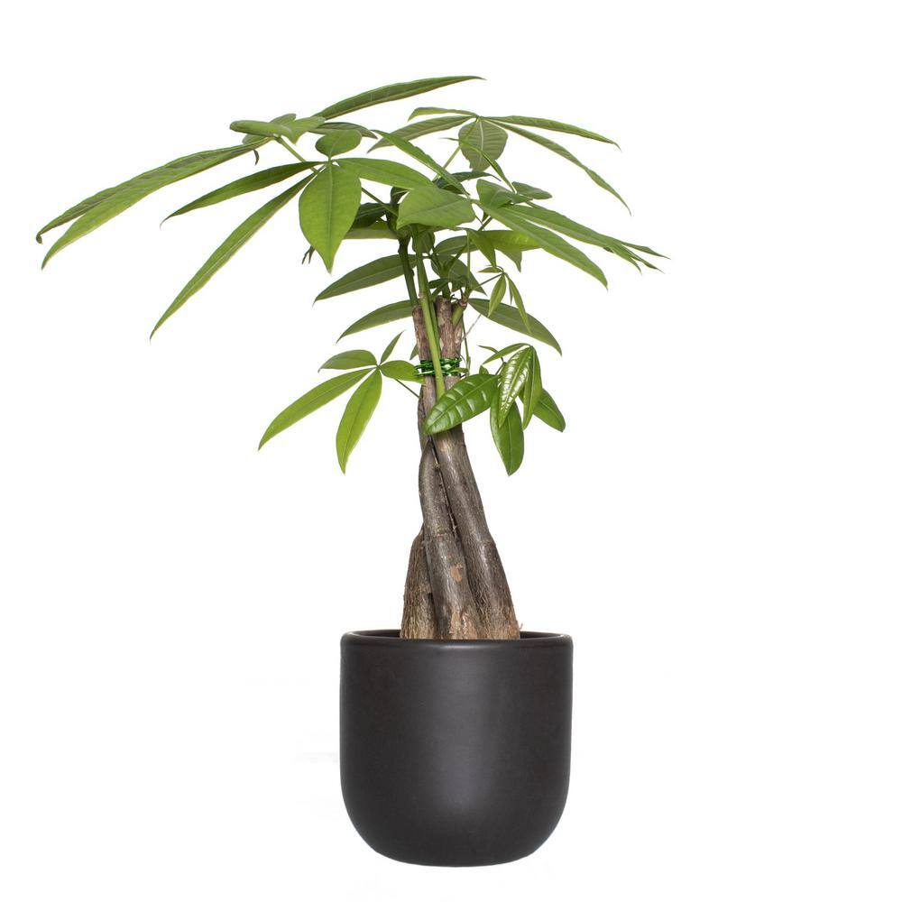 30" Black Ceramic Braided Money Tree Indoor Plant