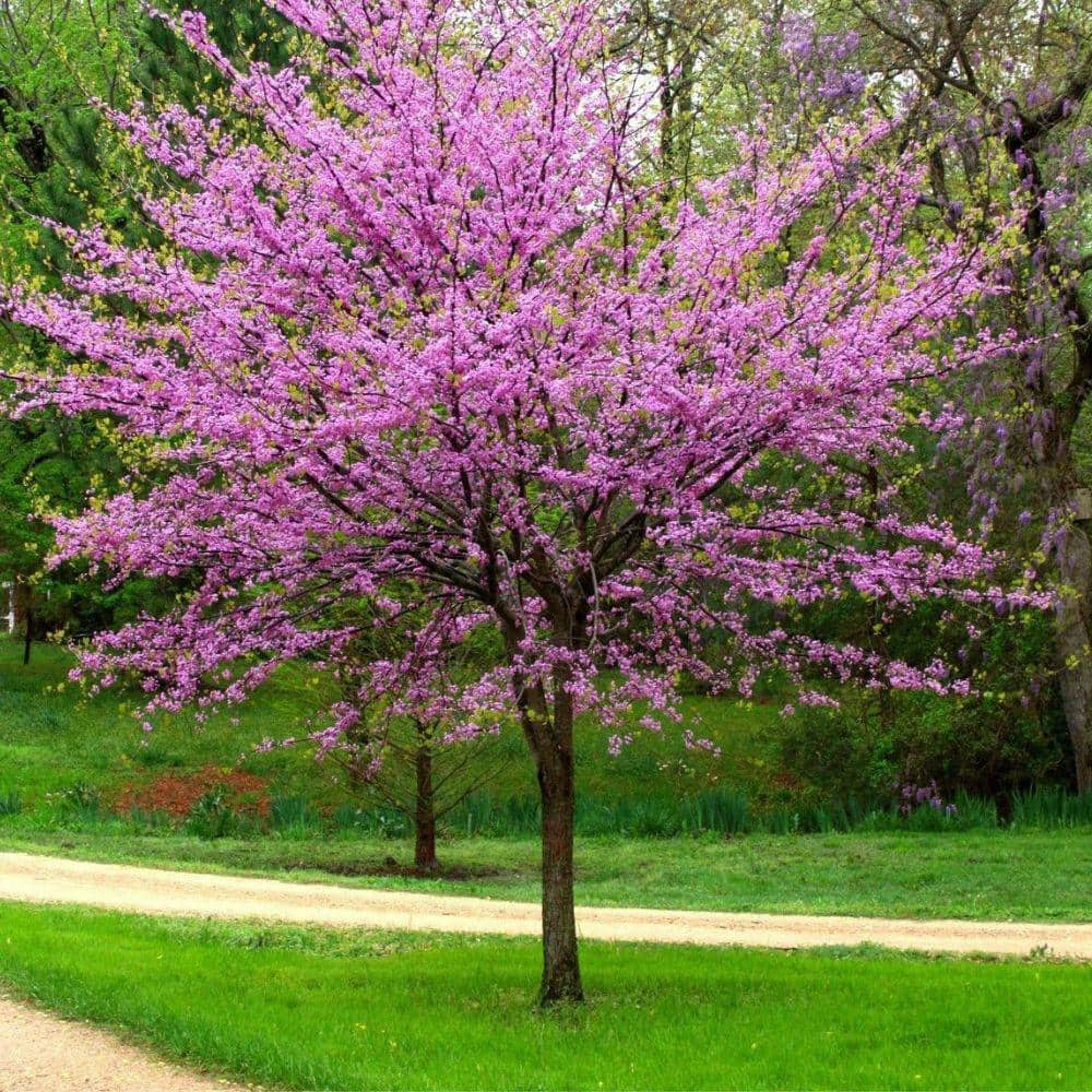 7 Gal. Eastern Redbud Flowering Deciduous Tree with Pink Flowers ...