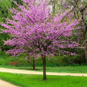 7 Gal. Eastern Redbud Flowering Deciduous Tree with Pink Flowers