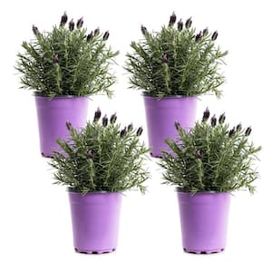 Online Orchards 1 Gal. English Lavender Plant with Incredible Purple Color  and Fragrance (2-Pack) SBLV001 - The Home Depot