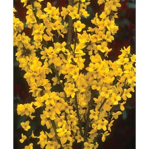 Forsythia Show Off