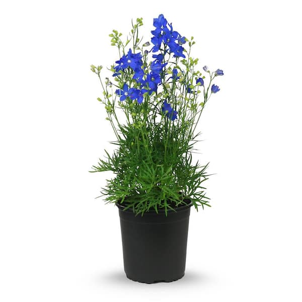 Metrolina Greenhouses 2 Qt. Delphinium Blue Diamond Grandiflorum 