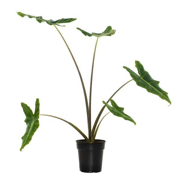 national PLANT NETWORK 6 in. Alocasia Sarian Houseplant in Grower Container
