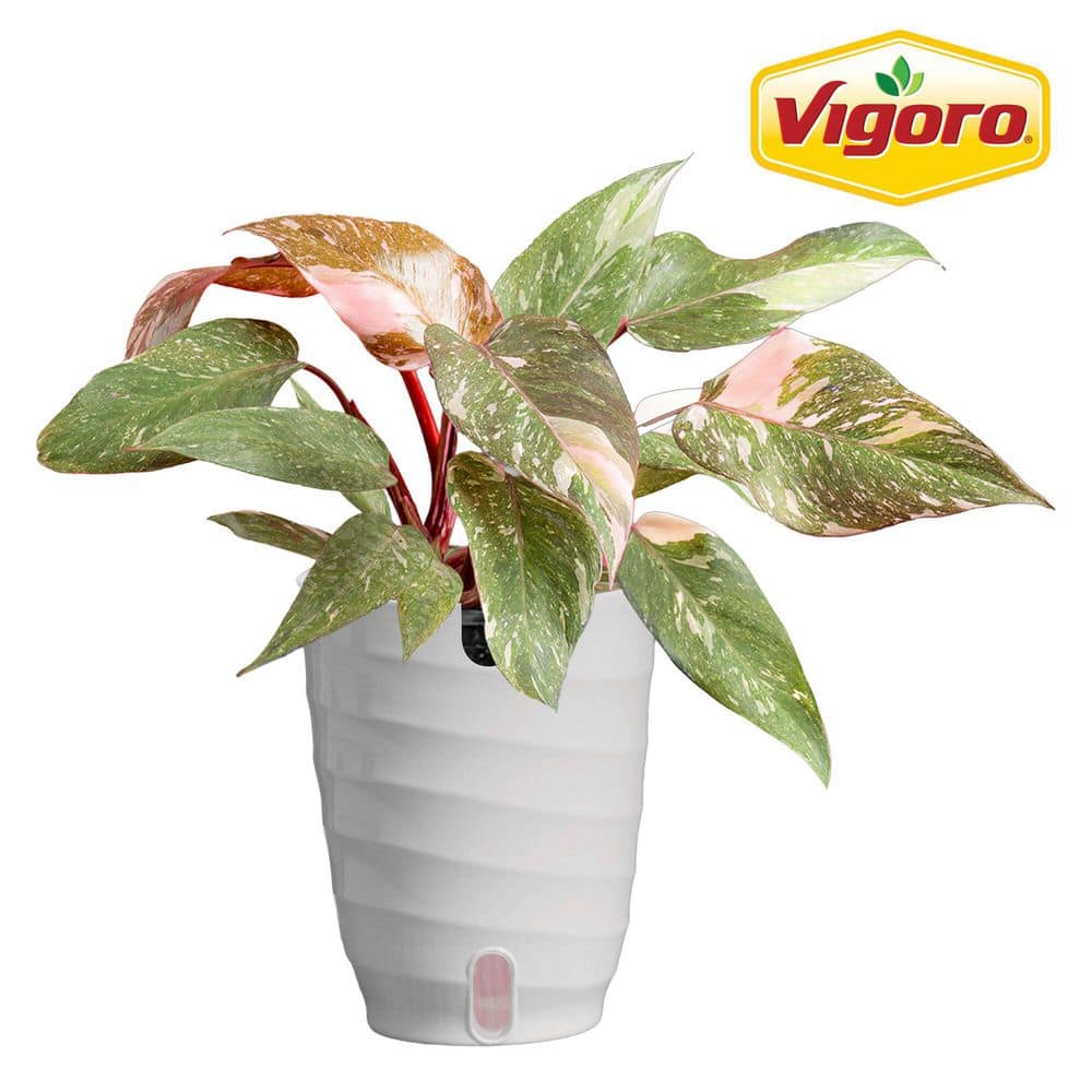 vigoro-house-plants-m-ppp-s-