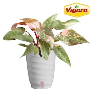 hawaiian palm plant Brighamia Insignis For Sale Online | Hawaii-Palm Plant