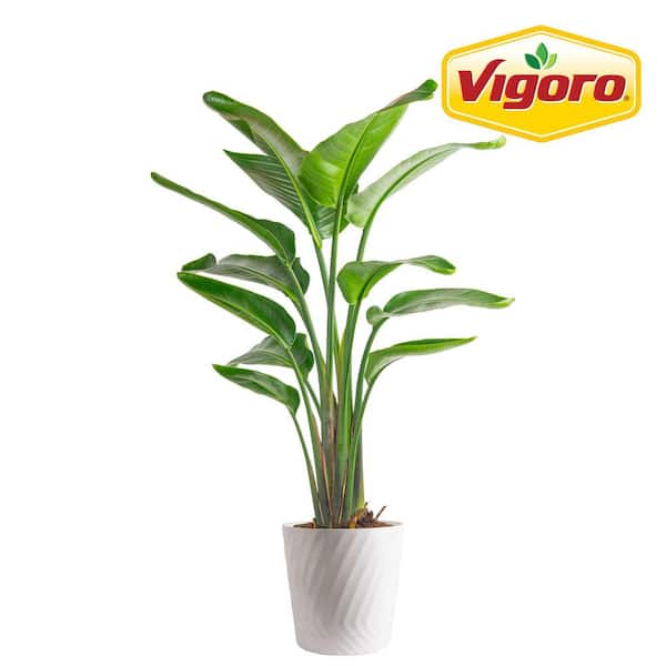 Vigoro White Bird of Paradise Indoor Plant in 10 in. White Decor Pot, Avg. Shipping Height 2-3 ft. Tall