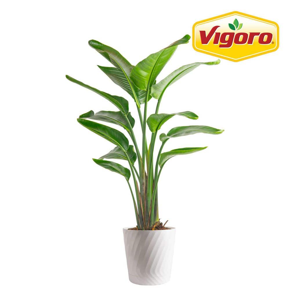 Vigoro White Bird of Paradise Indoor Plant in 10 in. White Decor