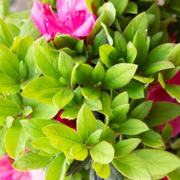 ENCORE AZALEA 1 Gal. Autumn Sangria Shrub with Neon Pink