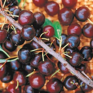 Hansen's Bush Cherry Prunus Live Bareroot Fruiting Plant (1-Pack)