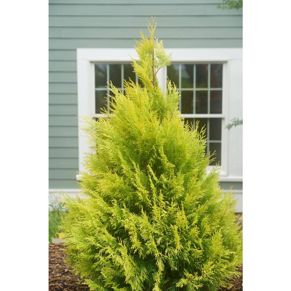 5-Foot Golden Thuja Plicata Evergreen Shrub