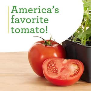 19 oz. Better Boy Tomato Plant (2-Pack)