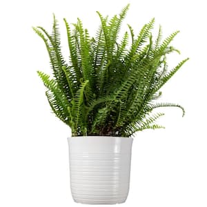 Kimberly Queen Fern Plant in 10 inch White Decor Pot