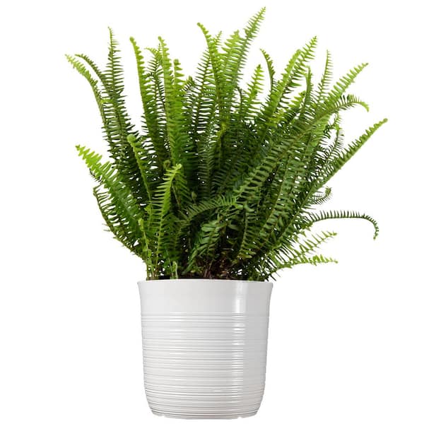 Nursery Decor – Fern