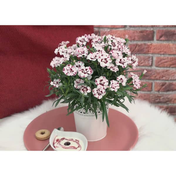 Unbranded. 2.5 QT Dianthus 'Everlast Cherry Swirl' Perennial Plant