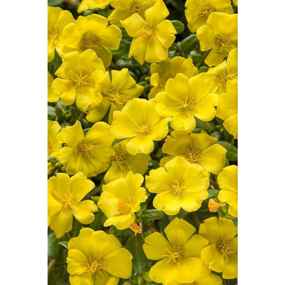 Proven Winners 4 Pack 4 25 In Grande Mojave Yellow Moss Rose Portulaca Live Plant Yellow Flowers Porprw The Home Depot