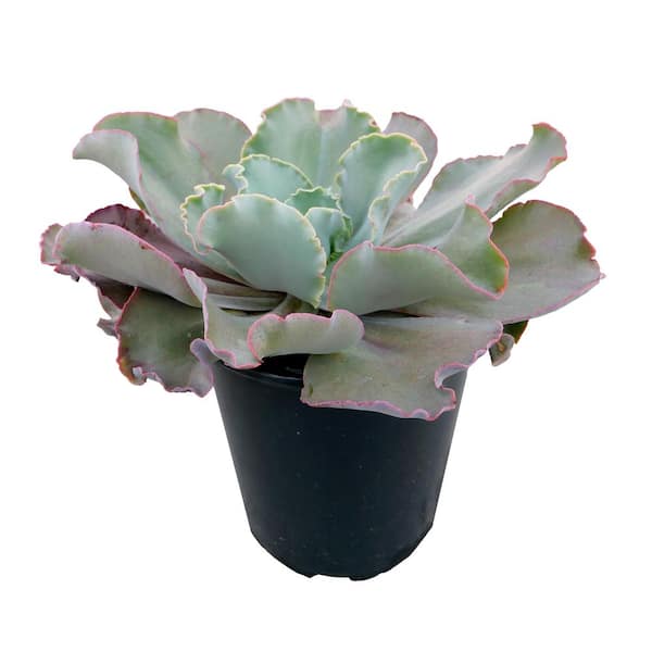 Unbranded 2.5 qt. Echeveria Giant Blue Perennial Plant with No Flowers - 1 Pack