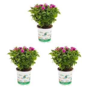 2 qt. Monarda Bee Balm Pocahontas Purple Rose Perennial Plant (3-Pack)