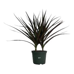 Dracaena Marginata Magenta Live Indoor Plant in Growers Pot Average Shipping Height 1-2 Ft. Tall
