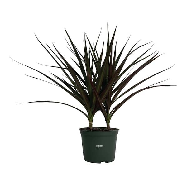 NATURE'S WAY FARMS Dracaena Marginata Magenta Live Indoor Plant in Growers Pot Average Shipping Height 1-2 Ft. Tall
