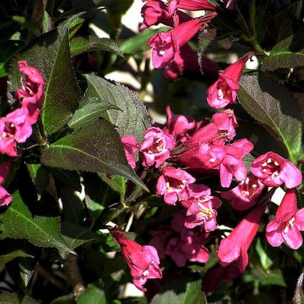 2 Gal. Shining Sensation Weigela, Live Deciduous Shrub, Hot-Pink Trumpet-Shaped Blooms