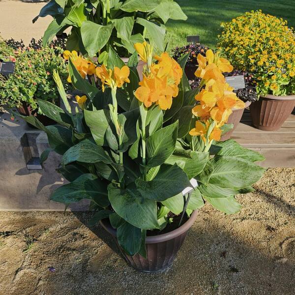 ラプアンカンクリ CORONA イエロー national PLANT NETWORK 3.25 in. Canna Cannova Gold Leopard