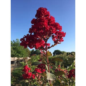3 Gal. Colorama Scarlet Crape Myrtle Flowering Deciduous Tree with Red Flowers