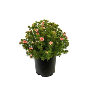 2.25 Gal. Pink Beauty Potentilla Live Shrub with Pink Summer Blooms