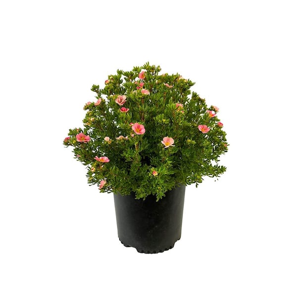 Unbranded 2.25 Gal. Pink Beauty Potentilla Live Shrub with Pink Summer Blooms