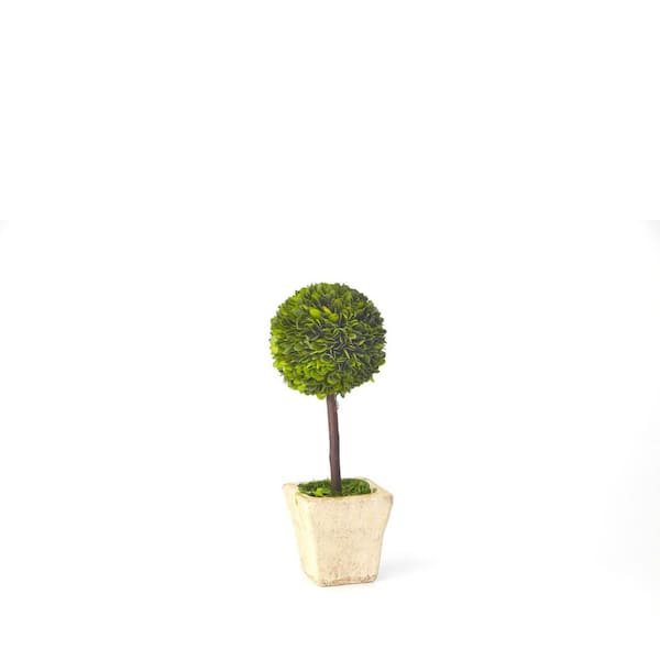 Unbranded Boxwood Collection 13 in. Preserved Boxwood Ball Topiary in Square Pot (1-Pack)