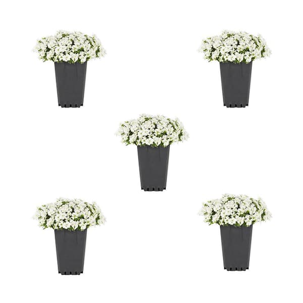 1.5 PT. White Iberis Perennial Plant (5-Pack)