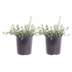1 Gal. Prostrata (Trailing) Blue Rosemary Plant (2-Pack)