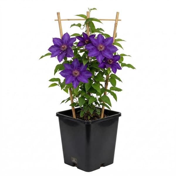 Perennial Rosemary Officinalis 2.5 Qt. 1039 - The Home Depot