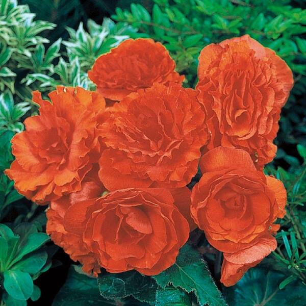 PROVEN WINNERS 4-Pack, 4.25 in. Grande Nonstop Orange (Tuberous Begonia) Live Plant, Orange Flowers