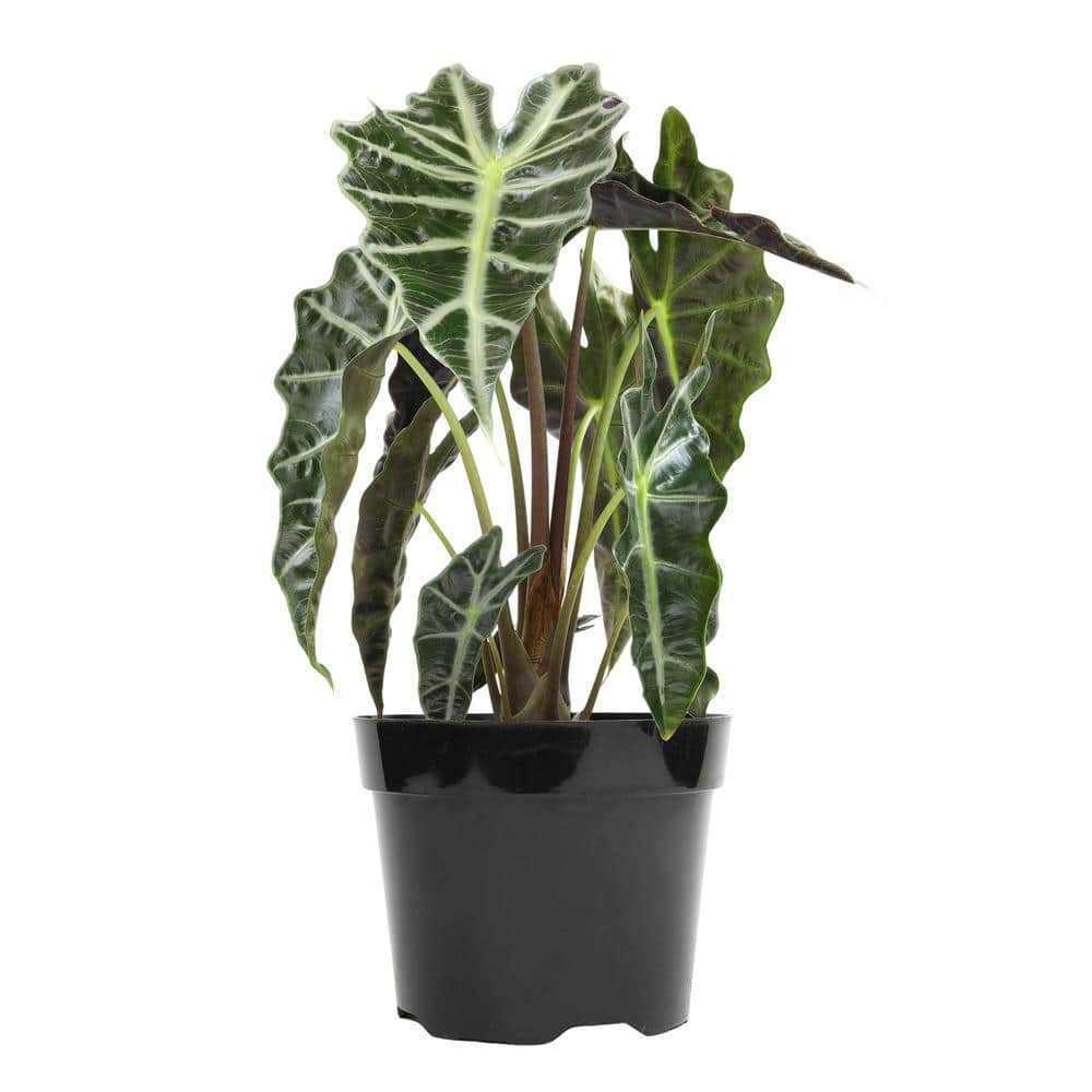Alocasia Polly Indoor/Outdoor Air-Purifying Plant in Black Plastic Pot