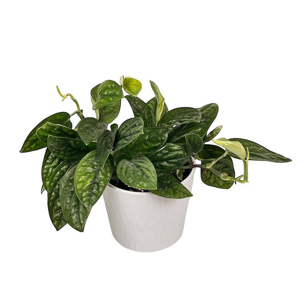 Bella Monstera Peru Plant (Karstenianum Bella Monstera Peru) 6 in. Reverie  Ceramic 1006300060 - The Home Depot